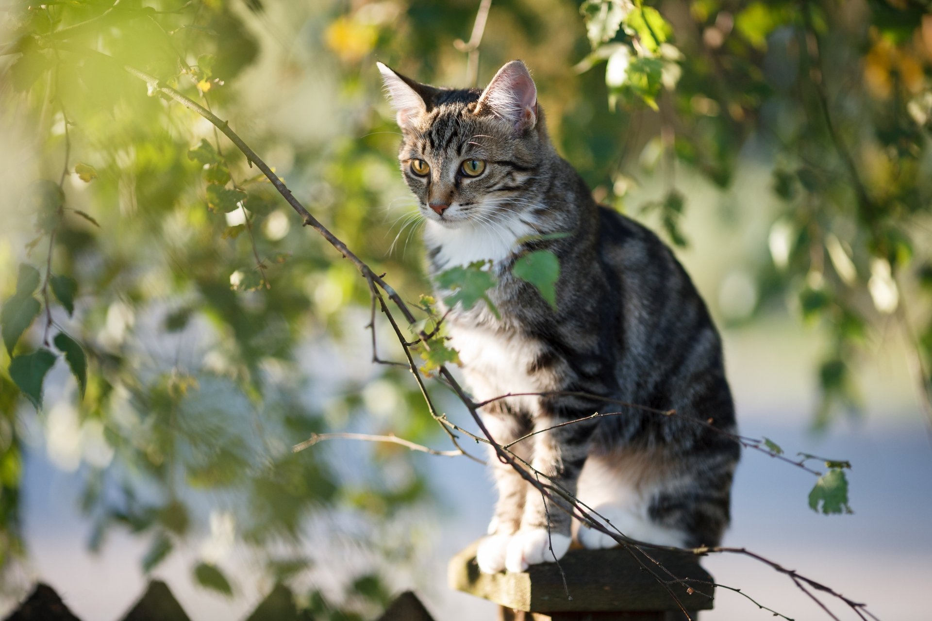 4K Ultra HD PC desktop wallpaper background: tabby cat perched on a leafy branch, alert gaze as warm sunlight filters through green foliage.