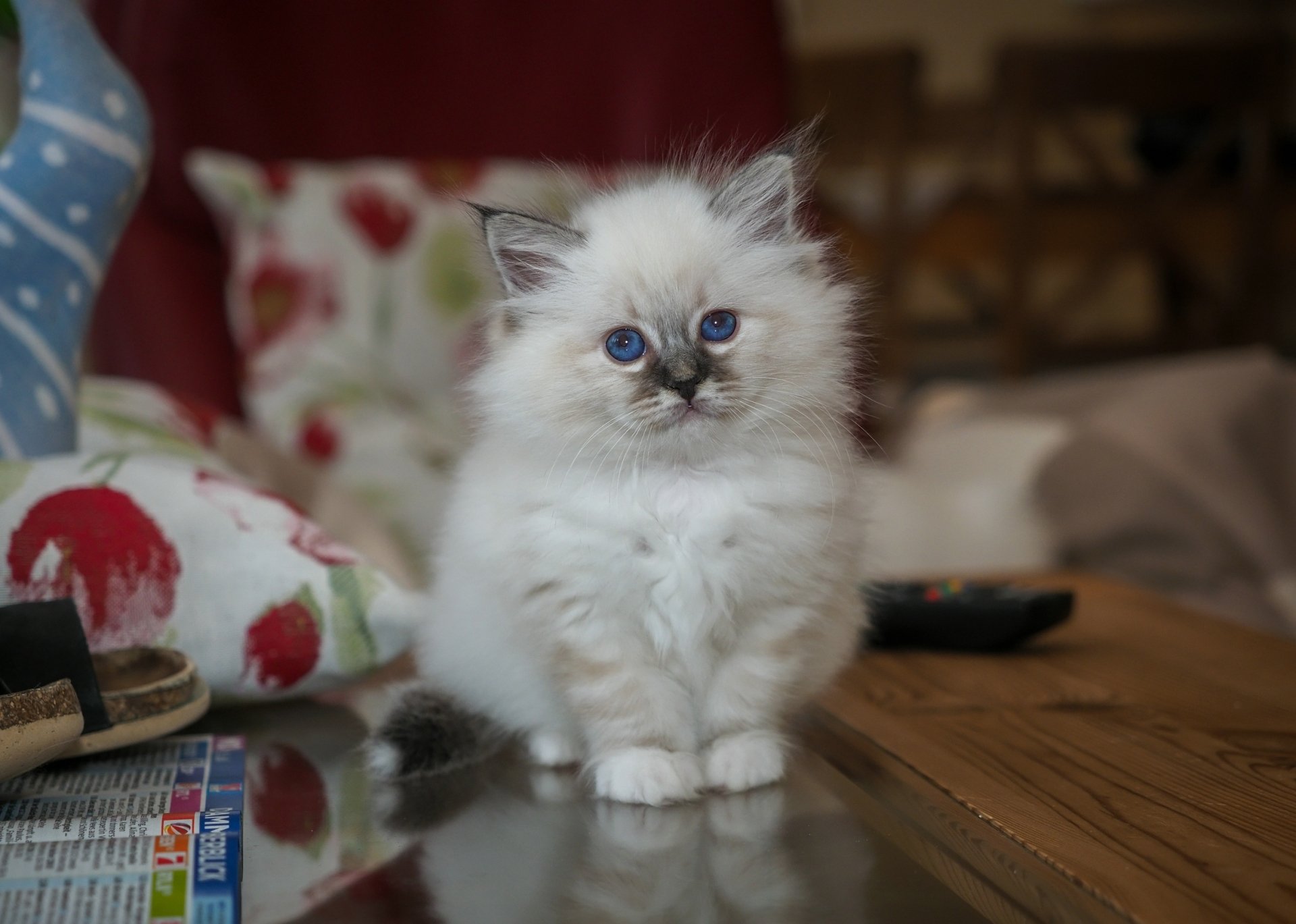 HD PC desktop wallpaper showing a fluffy blue-eyed kitten staring at the camera, a baby animal cat seated on a reflective table.
