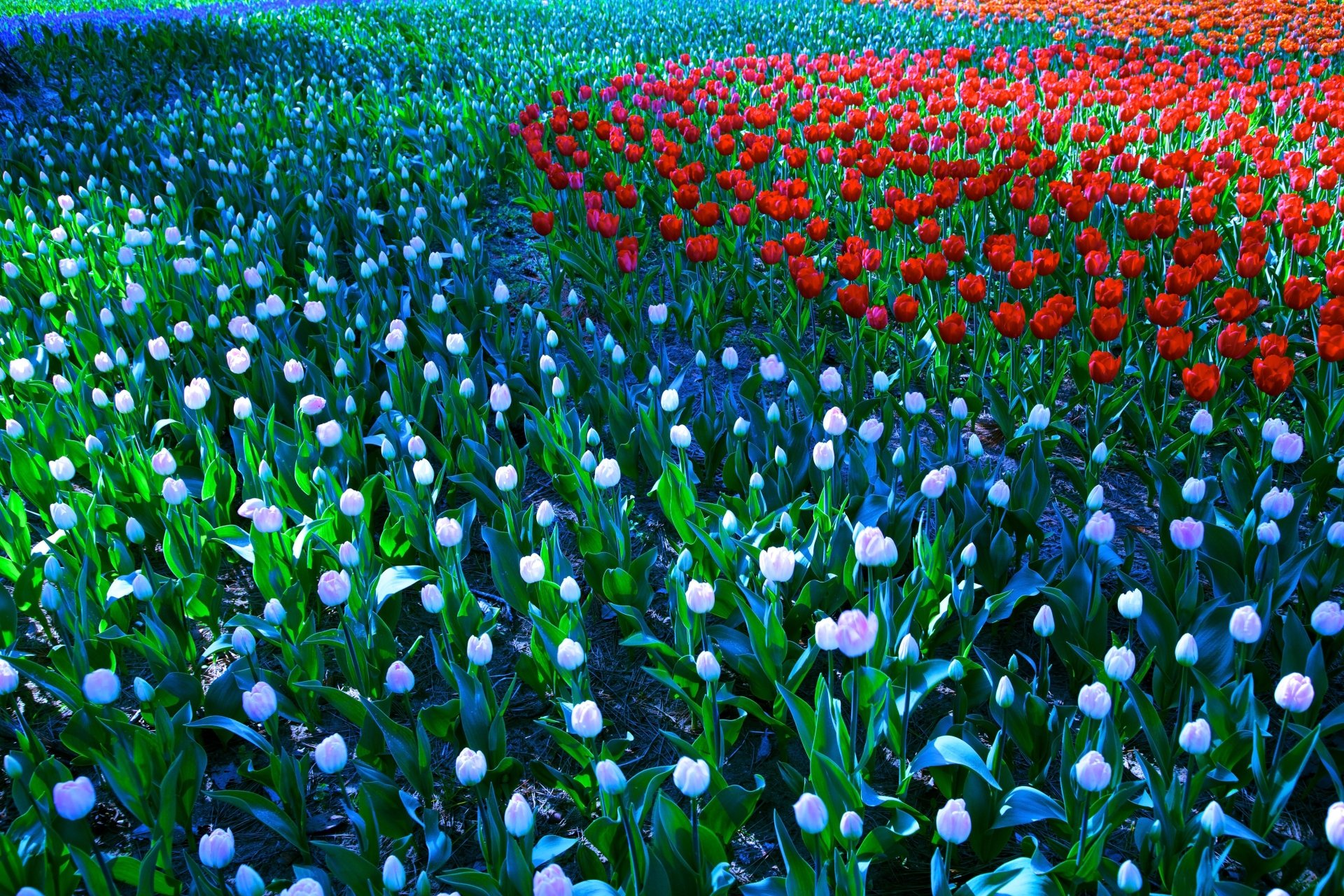 Download Red Flower White Flower Nature Flower Tulip 4k Ultra HD ...