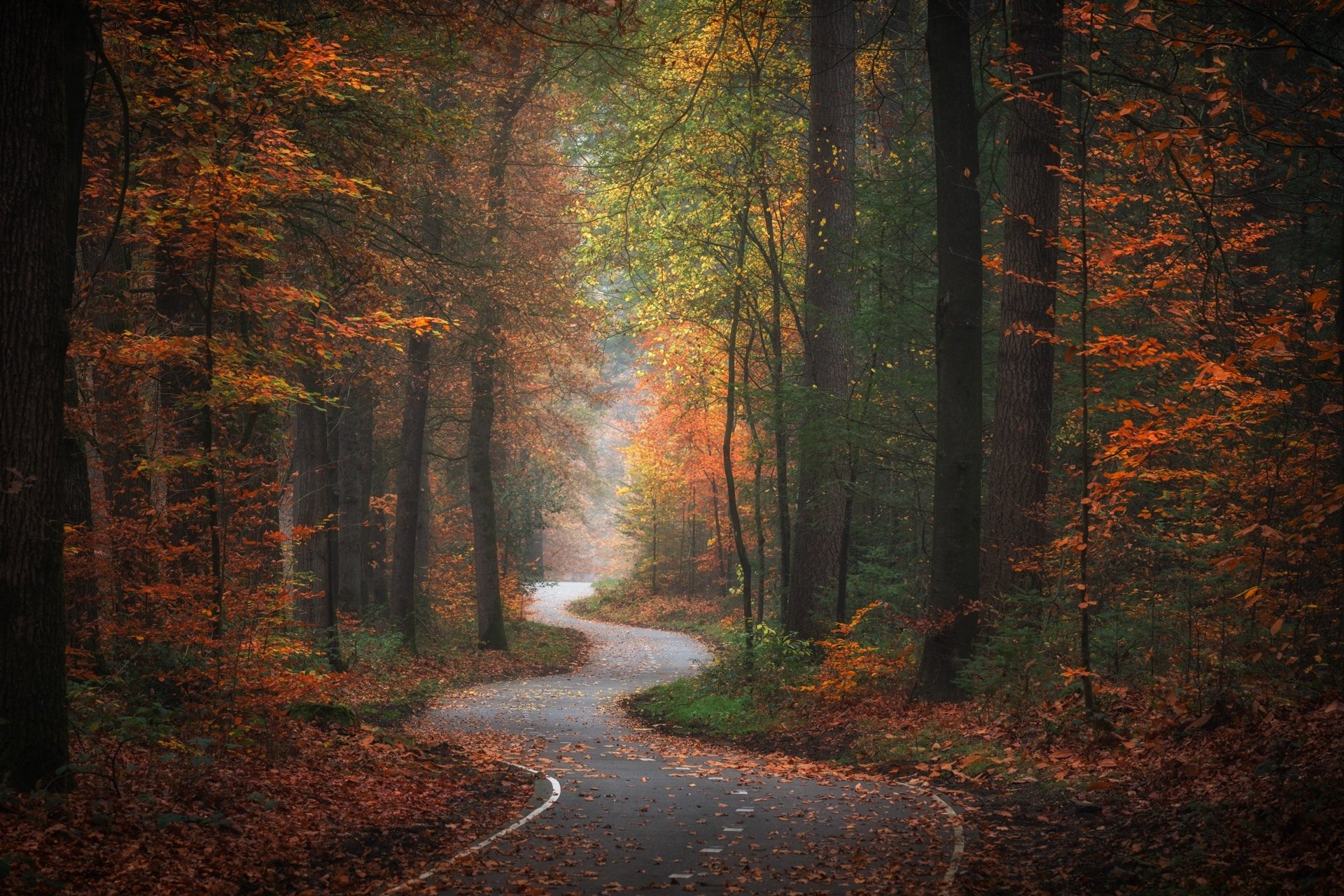 Winding Road Through Autumn Forest – HD Nature Escape | 1920x1281 ...