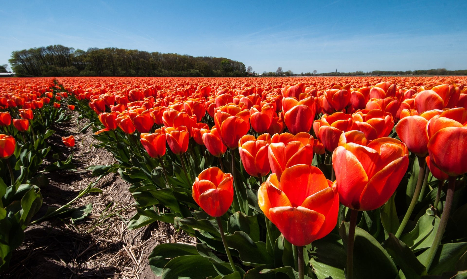 Download Red Flower Flower Nature Tulip HD Wallpaper