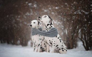 87 Dalmatian HD Wallpapers | Background Images - Wallpaper Abyss - Page 2