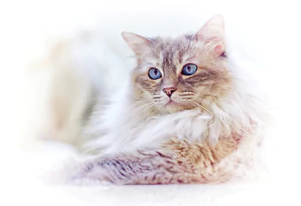 HD PC desktop wallpaper featuring a serene Ragdoll cat with striking blue eyes and soft fur against a bright, light background.