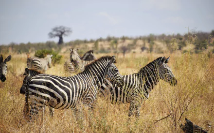  Zebra's in Africa