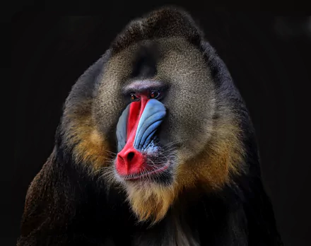 face monkey Animal mandrill HD Desktop Wallpaper | Background Image
