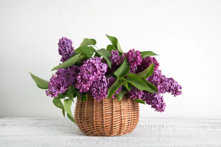 Lilacs in Wicker Basket