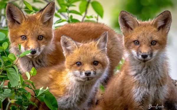 Three curious baby foxes surrounded by green foliage, captured in sharp detail as a 4K Ultra HD PC desktop wallpaper and background.