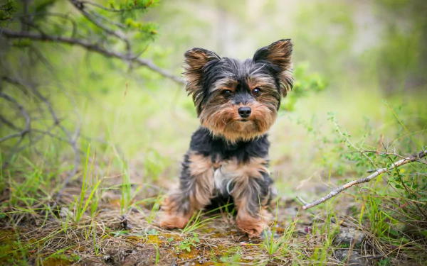 HD desktop wallpaper of a Yorkshire Terrier dog sitting in a natural outdoor setting with greenery in the background.