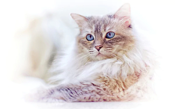HD PC desktop wallpaper featuring a serene Ragdoll cat with striking blue eyes and soft fur against a bright, light background.
