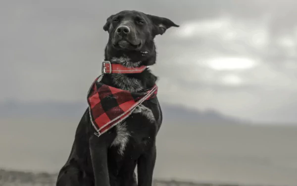 Animal dog Black Dog HD Desktop Wallpaper | Background Image