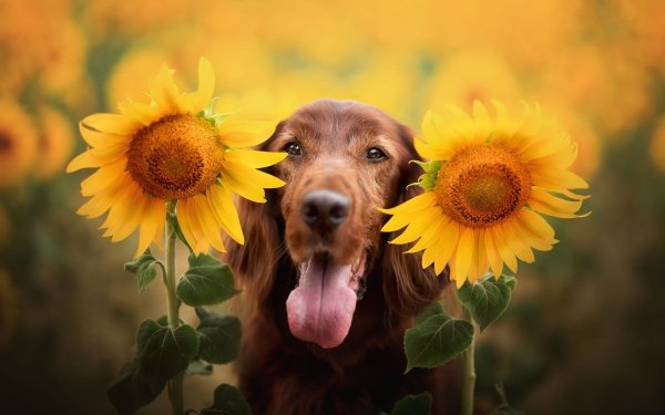 Animal Spaniel Dogs Sunflower Flower Dog Yellow Flower HD Wallpaper | Background Image