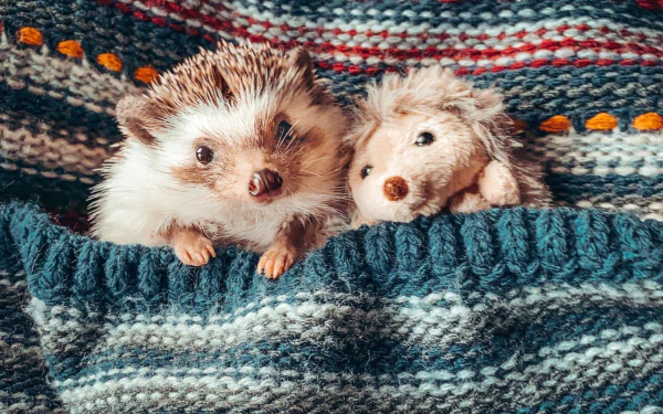 Animal hedgehog HD Desktop Wallpaper | Background Image