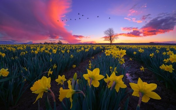 Earth Daffodil Flowers Flower Field Cloud Sky Yellow Flower HD Wallpaper | Background Image