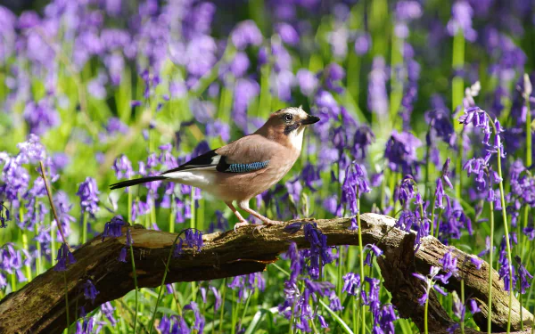 purple flower flower Animal Eurasian Jay HD Desktop Wallpaper | Background Image