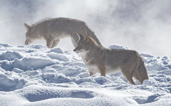 HD desktop wallpaper featuring two coyotes walking through a snowy winter landscape under a soft, misty sky.