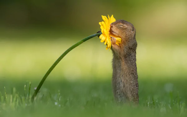 A gopher rodent nuzzles or sniffs a yellow flower in a grassy field, captured in an HD desktop wallpaper and background.