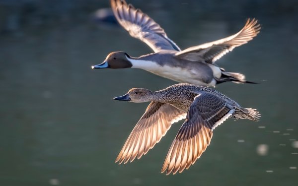 Animal Duck Birds Ducks Bird HD Wallpaper | Background Image