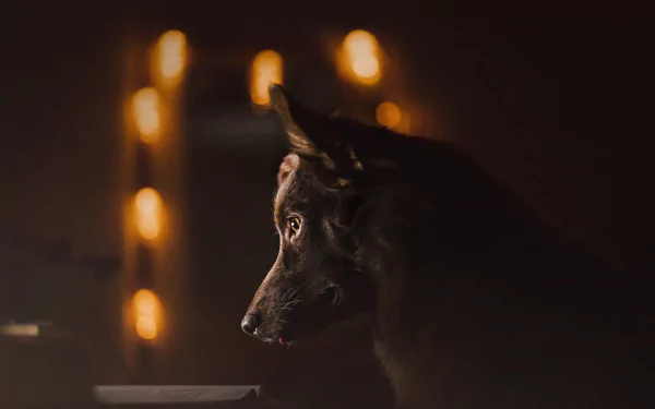 Animal dog Black Dog HD Desktop Wallpaper | Background Image