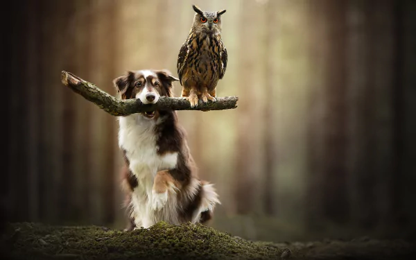 A great horned owl perches on a branch held by a dog, captured with a shallow depth of field in this HD desktop wallpaper featuring nature and wildlife.