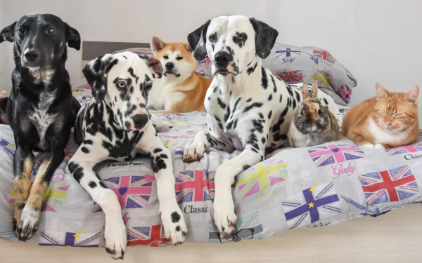 akita dalmatian rabbit dog cat Animal pets HD Desktop Wallpaper | Background Image