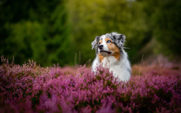 flower heather dog Animal australian shepherd HD Desktop Wallpaper | Background Image