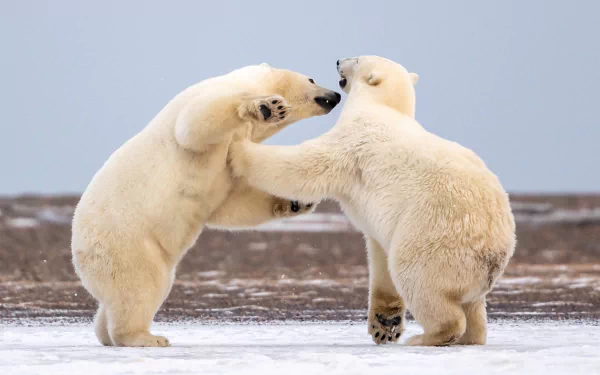  Shall We Dance? :)
