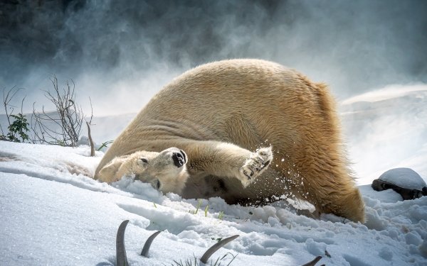 Animal Polar Bear Bears Snow HD Wallpaper | Background Image