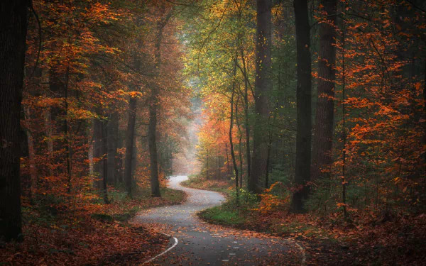 A winding man-made road cuts through a vibrant fall forest, showcasing rich autumn colors in this HD nature desktop wallpaper.