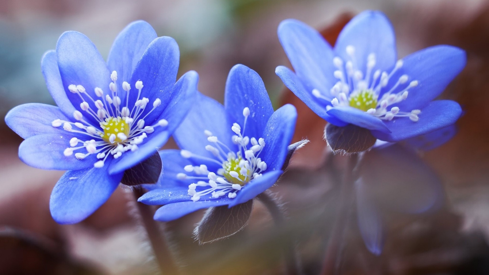 Nature Forget-Me-Not HD Wallpaper