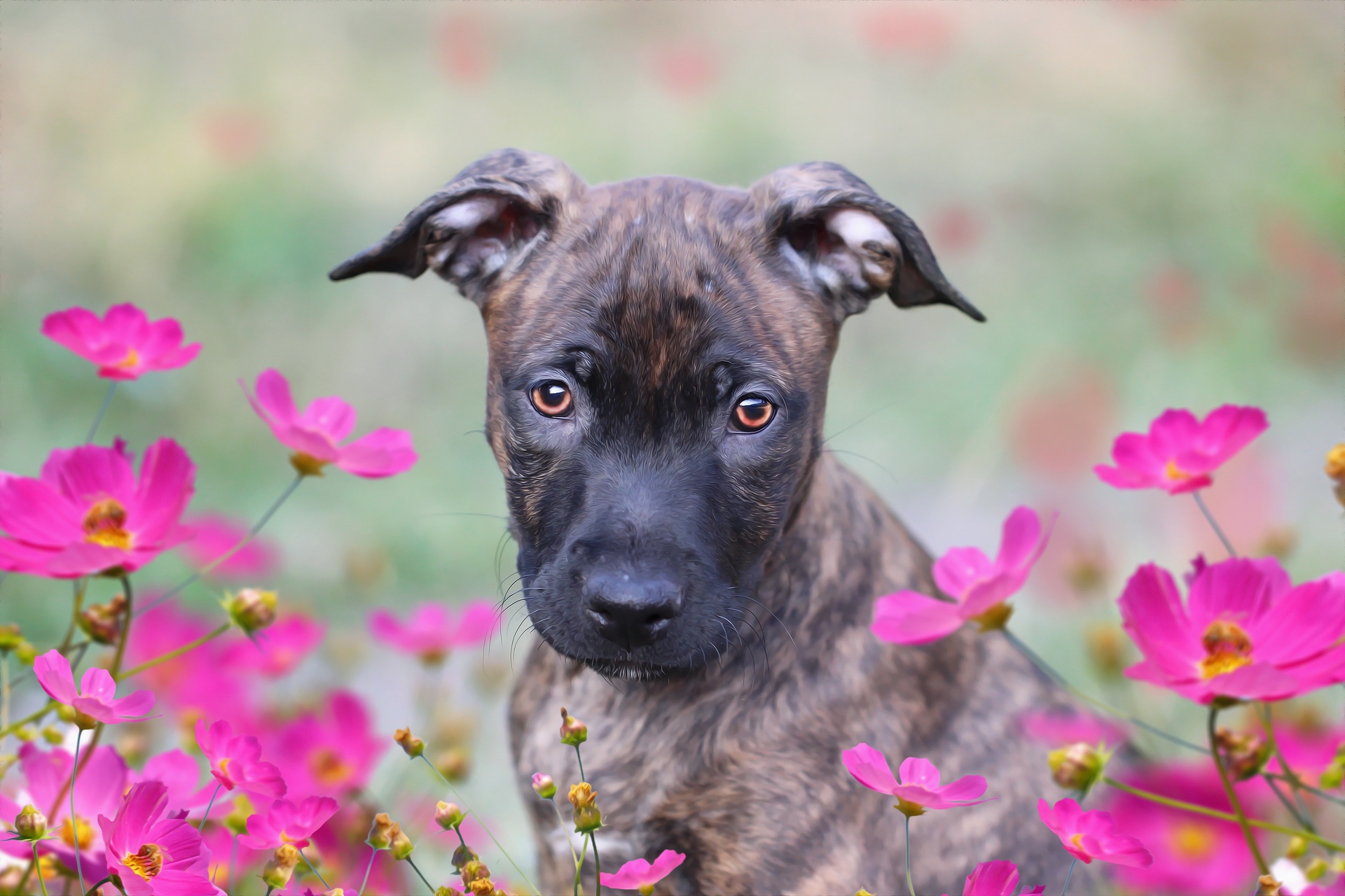 Download Pink Flower Baby Animal Dog Flower Animal Puppy HD Wallpaper