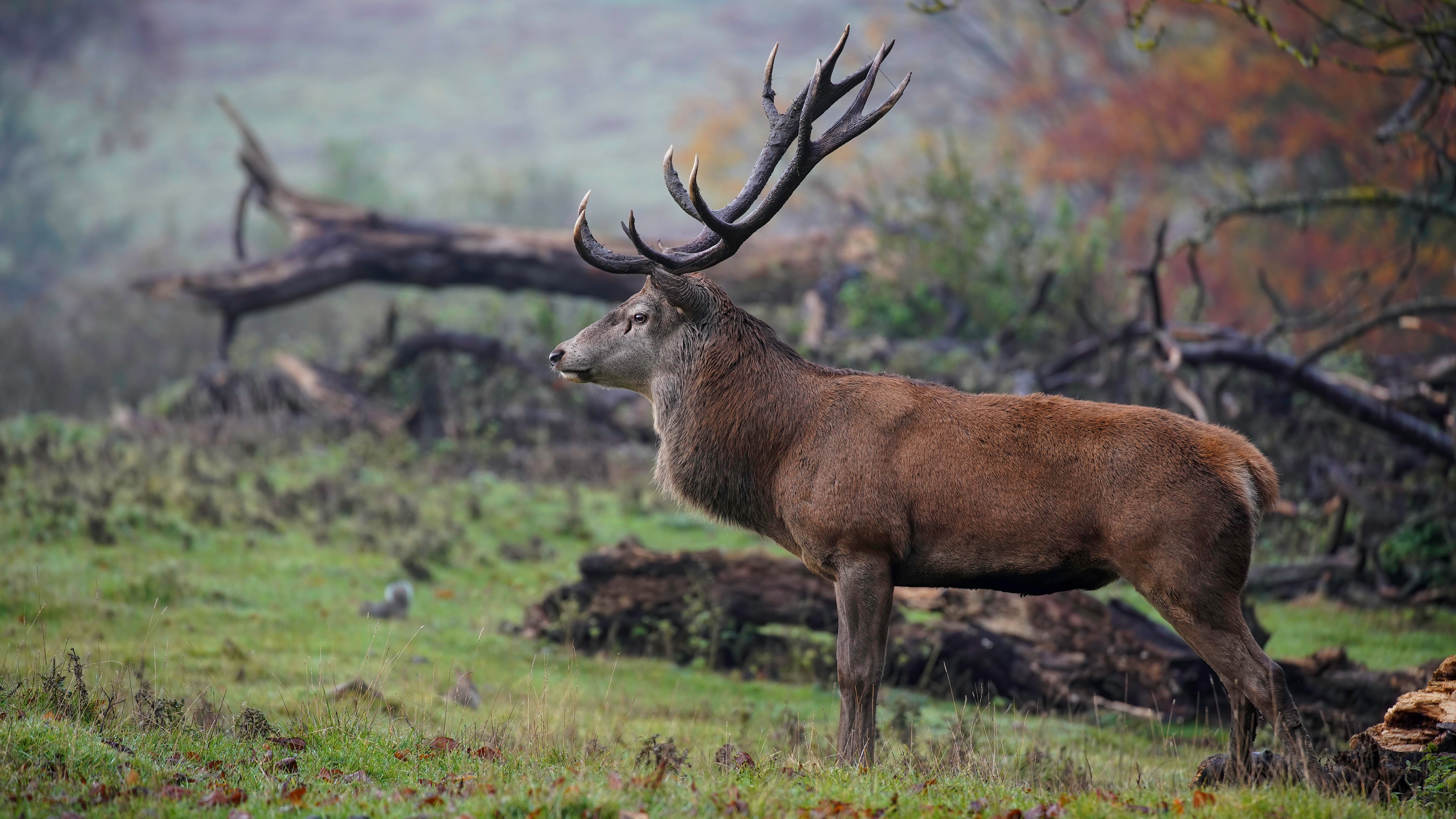 Deer 4k Ultra HD Wallpaper | Background Image | 3840x2160 | ID:1074031