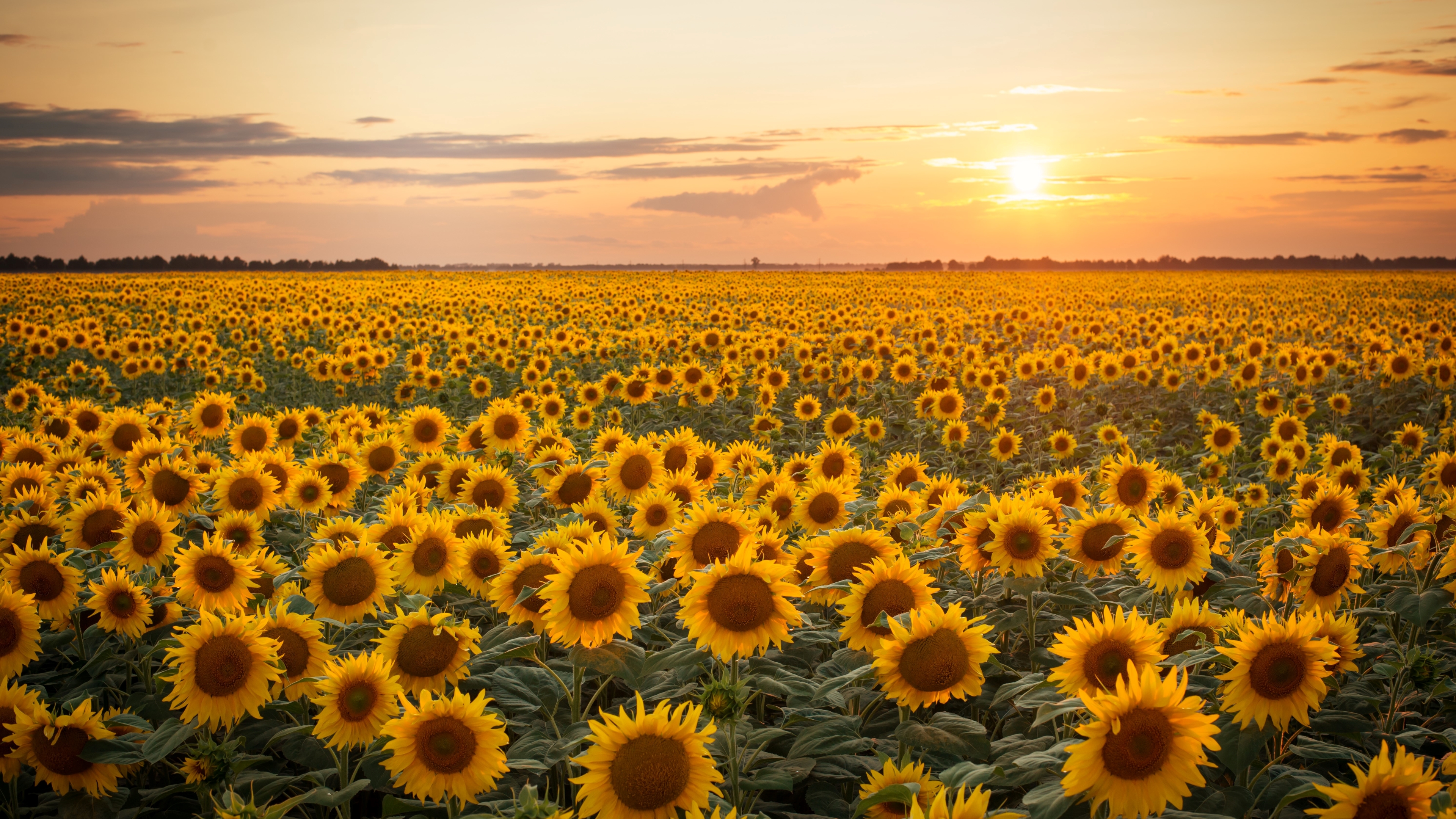 Sunflower 4k Ultra HD Wallpaper