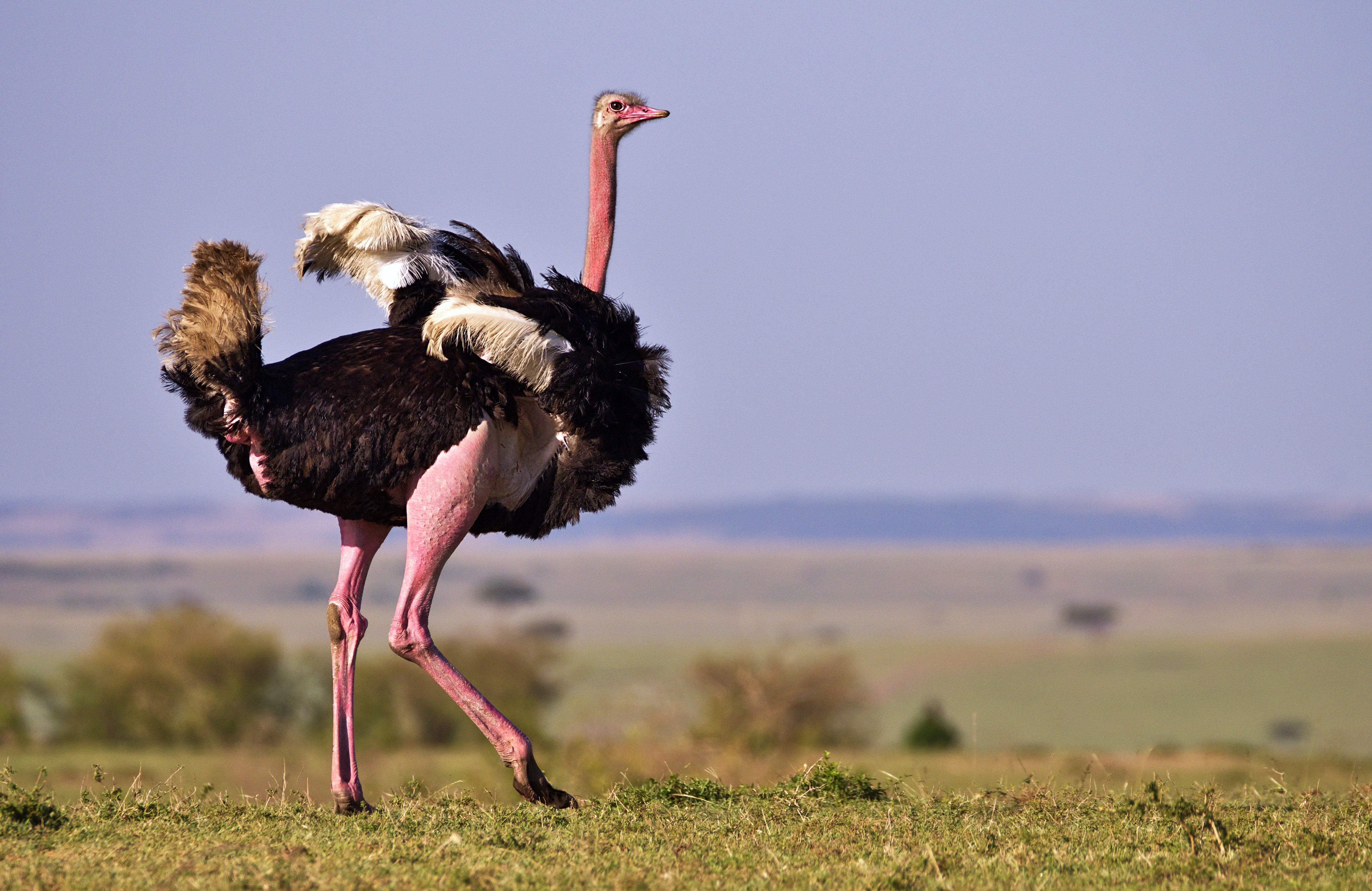 Animal Ostrich HD Wallpaper | Background Image