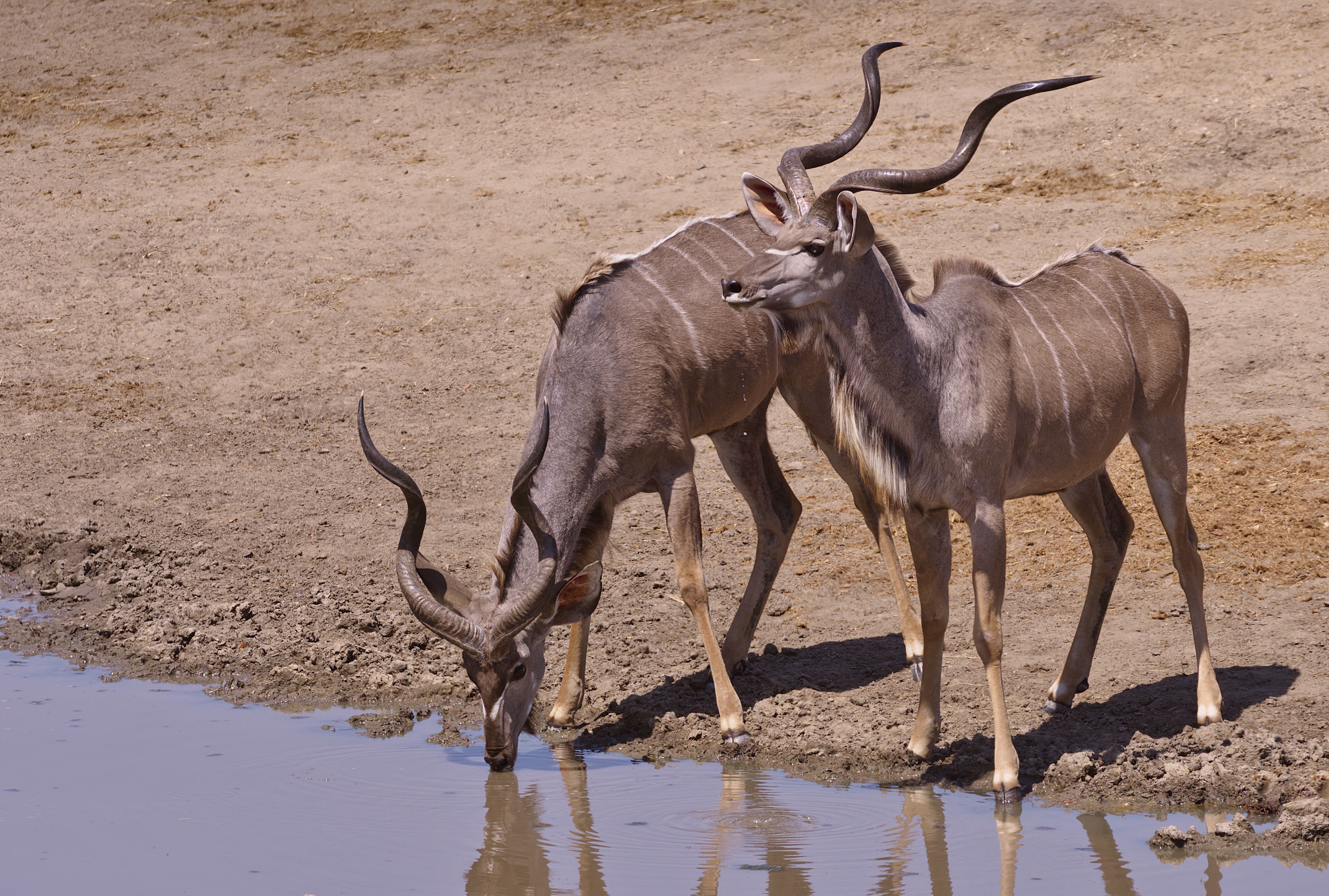 Male Kudu - Hwange, Zimbabwe by caty420