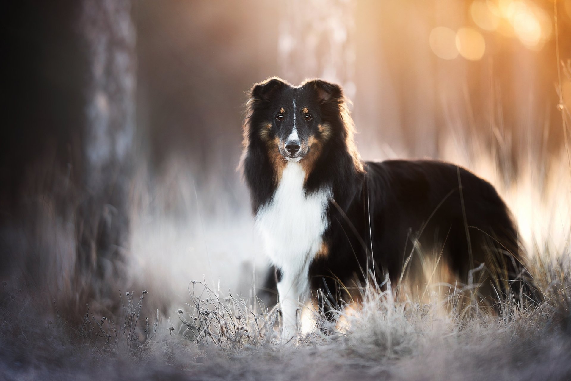 Shetland Sheepdog HD Wallpaper
