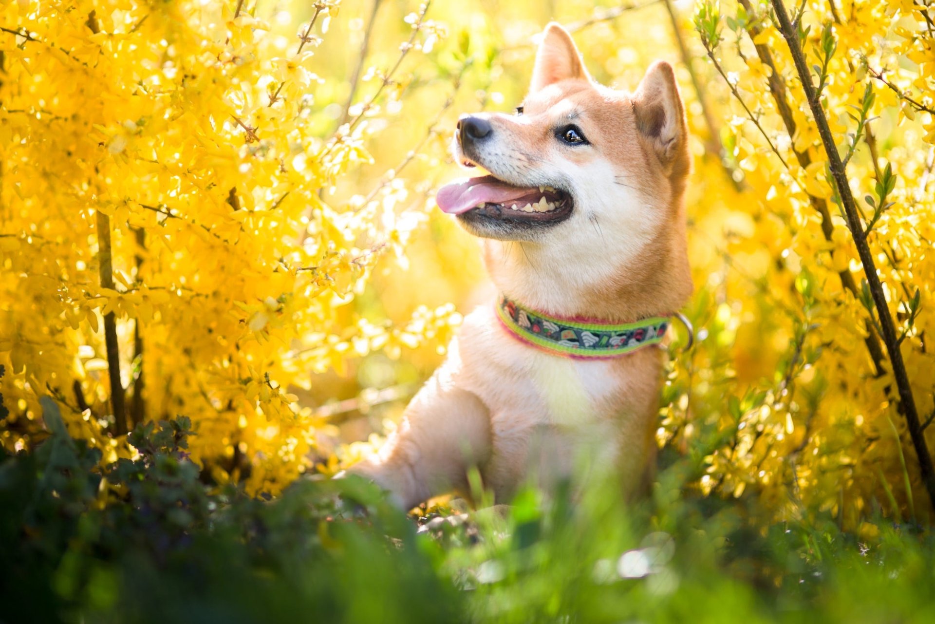 Download Dog Animal Shiba Inu  HD Wallpaper