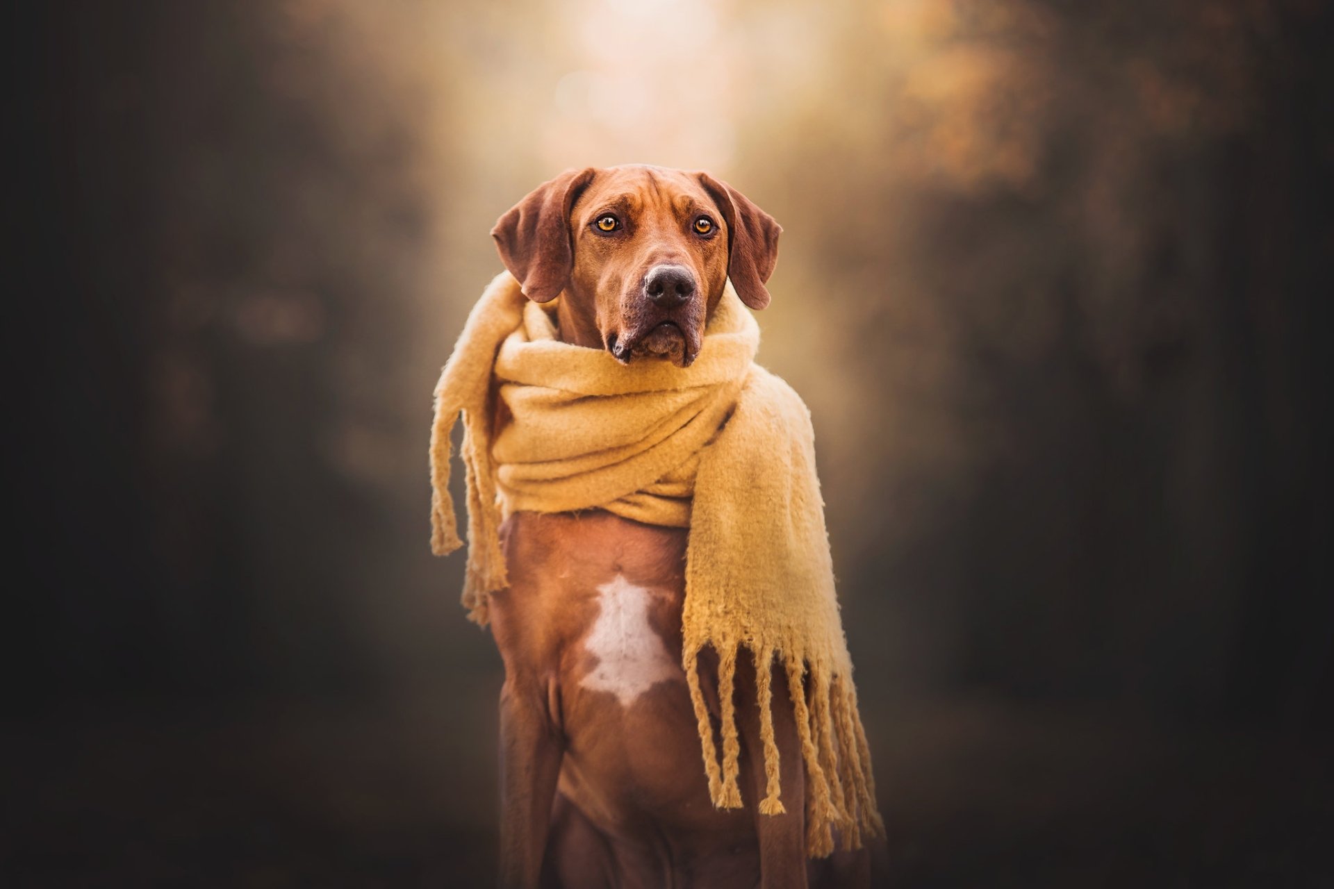 Download Scarf Dog Animal Rhodesian Ridgeback HD Wallpaper