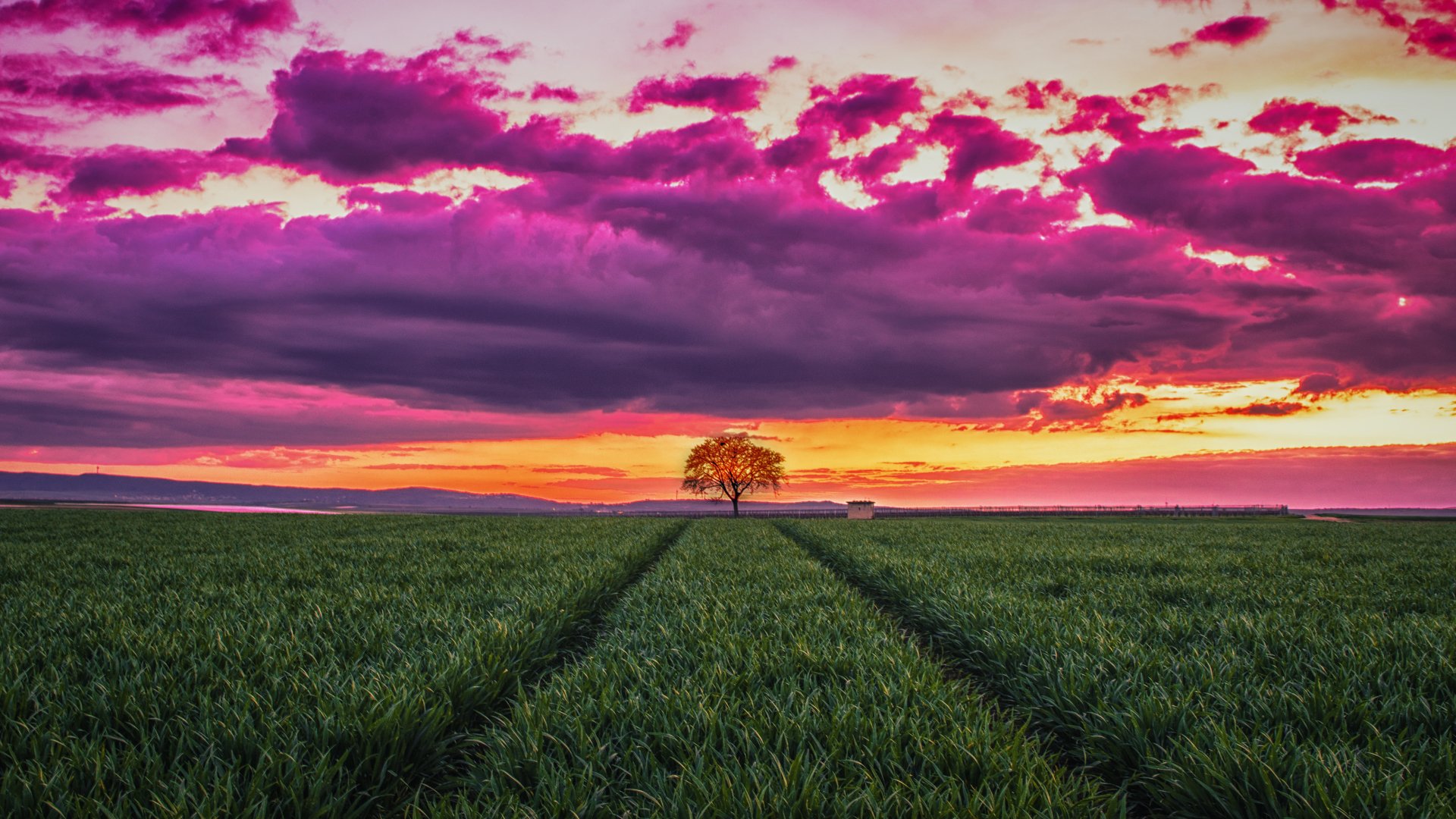 4K Ultra HD PC wallpaper: solitary tree on the horizon in a green field with tractor tracks beneath dramatic purple-pink clouds at sunset — nature, cloud, field.