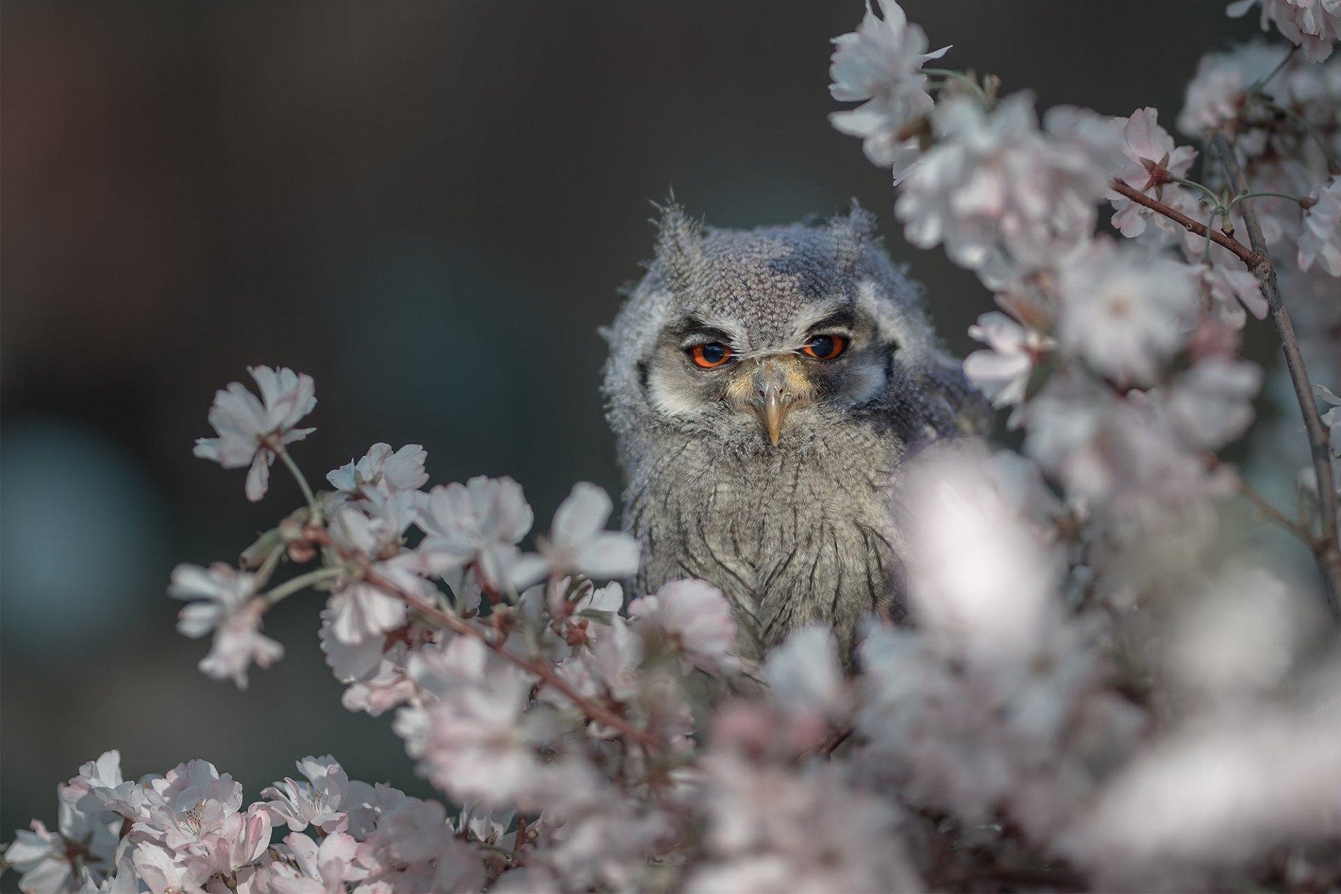 HD PC desktop wallpaper background: a grey owl with bright orange eyes nestled among pale pink blossom branches, delicate flowers framing the bird.