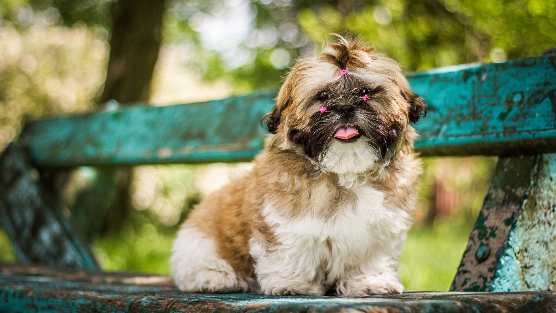 Shih Tzu 4k Ultra Fond d’écran HD | Arrière-Plan | 3840x2160 | ID