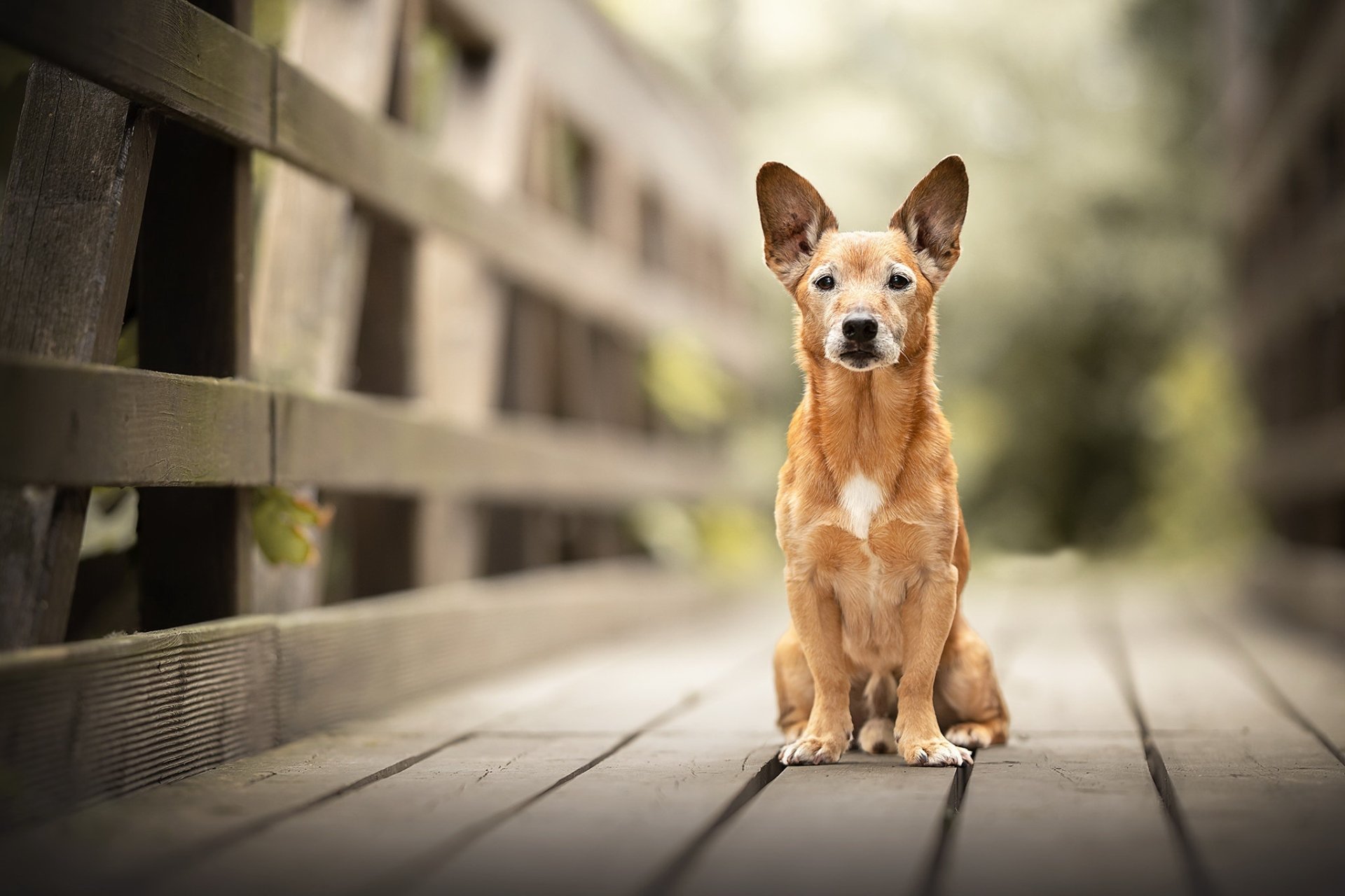 Download Depth Of Field Animal Dog HD Wallpaper