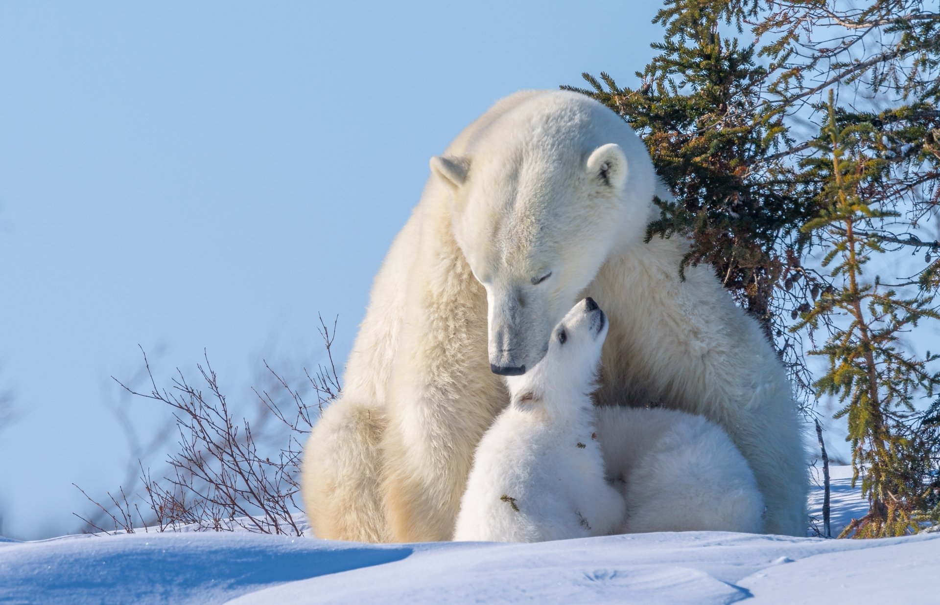 A tender moment between a polar bear cub and its mother in a snowy landscape, captured in stunning 4K Ultra HD for a PC desktop wallpaper.