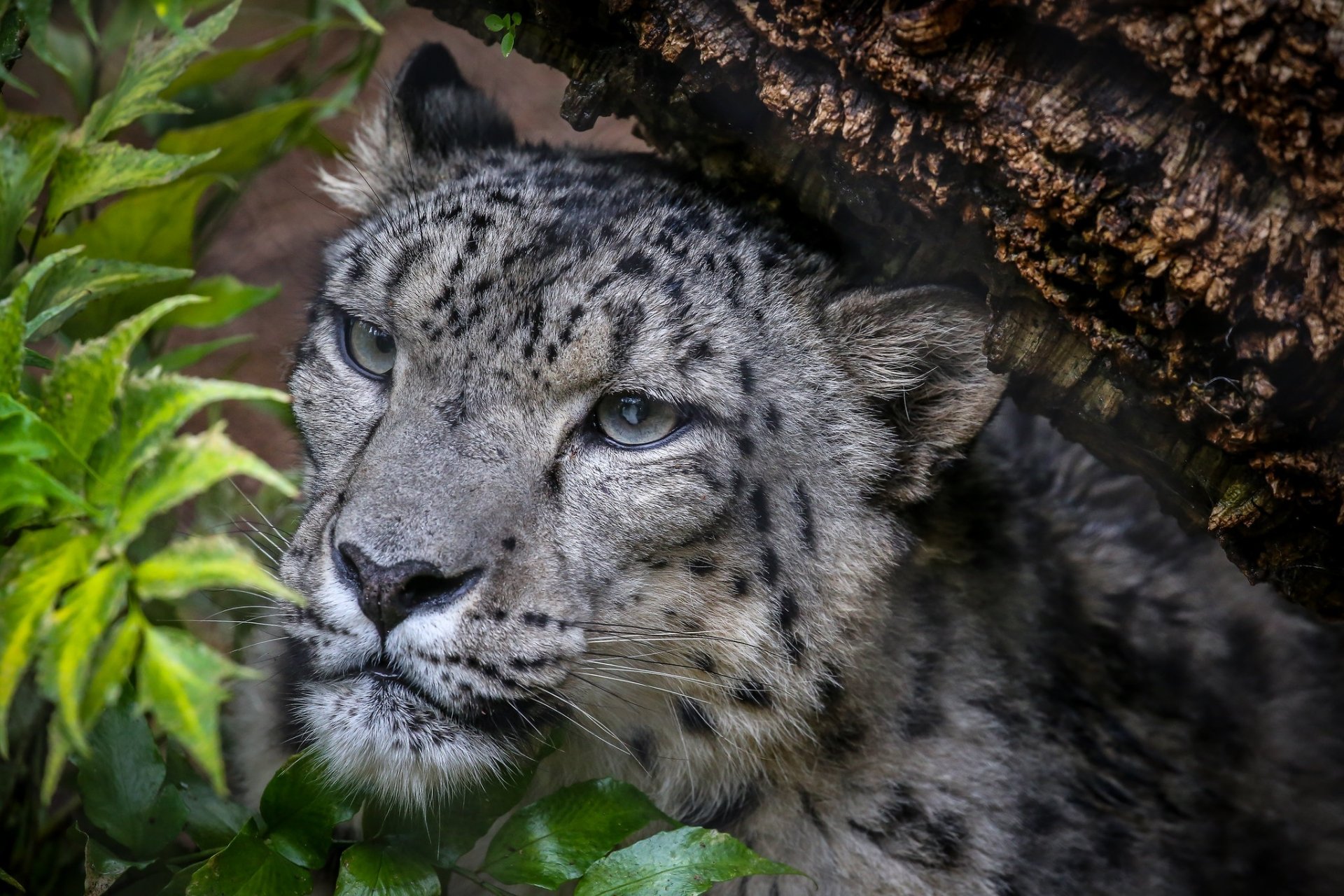 Close-up of a snow leopard among foliage, high-definition PC desktop wallpaper and background showing the animal's patterned fur and piercing blue eyes.