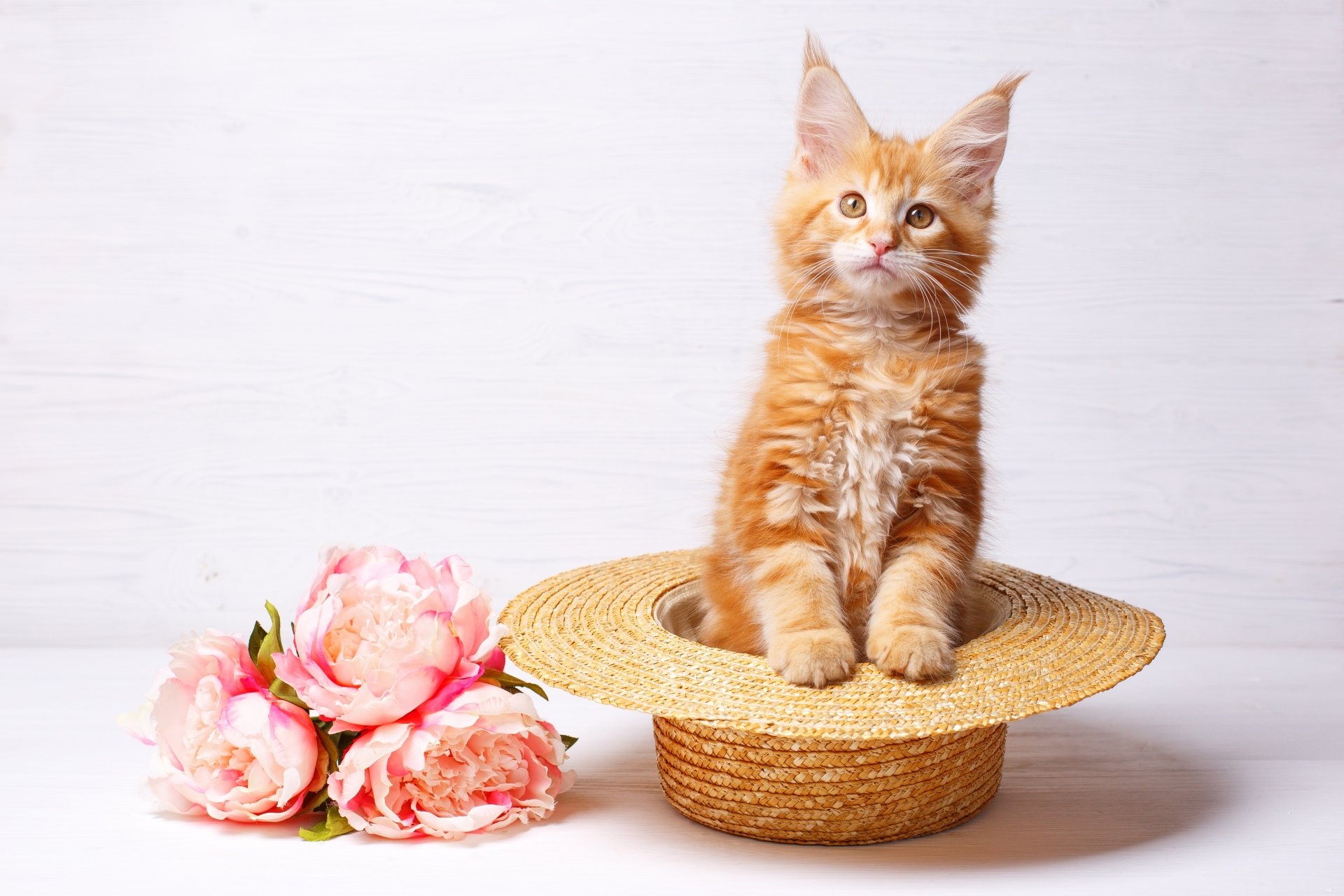 A fluffy orange cat sits inside a straw hat next to pink flowers, captured in a bright, high-resolution 4K Ultra HD desktop wallpaper.