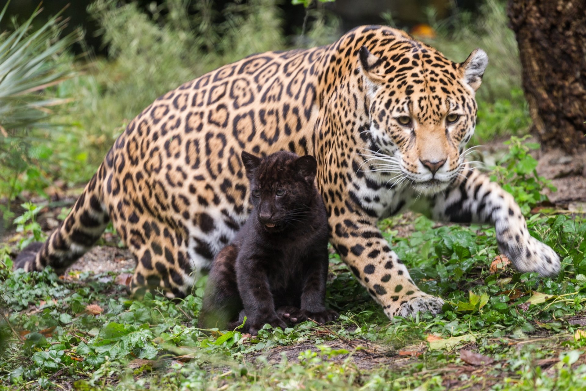 HD PC desktop wallpaper of a jaguar and its black cub: adult jaguar strides protectively beside the baby animal on a leafy forest floor.