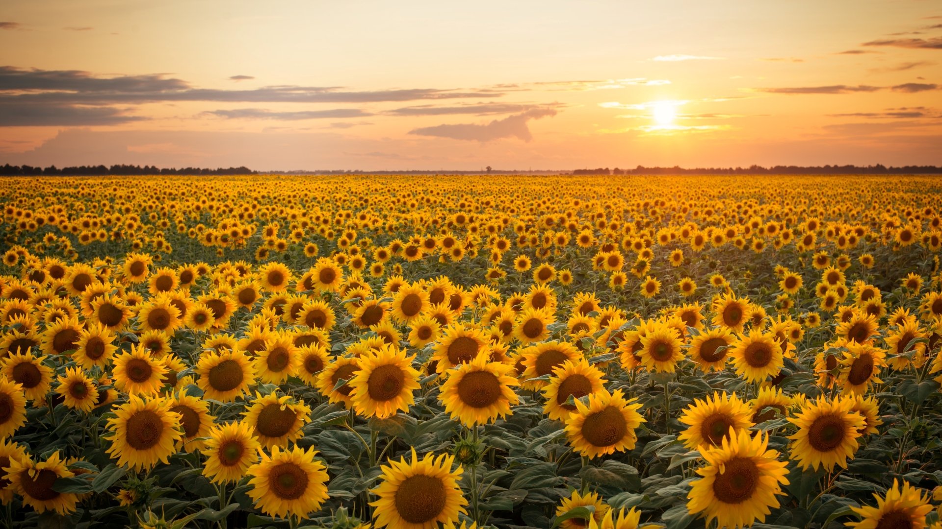 Download Sunflower Wallpaper Hd Is Cool Wallpapers