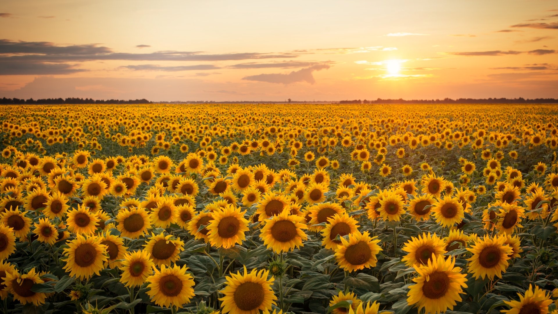 Golden Sunset Glow 4K Ultra HD Sunflower Field Splendor 3840x2160 