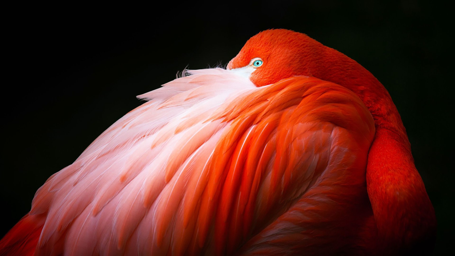 Download Bird Animal Flamingo 4k Ultra HD Wallpaper
