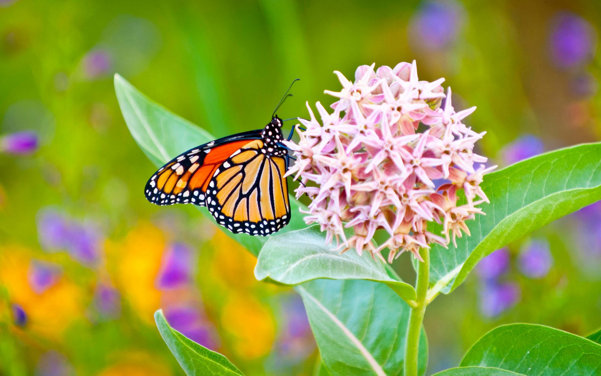 Monarch butterfly (animal) perched on a pink milkweed flower amid vivid wildflower bokeh — 4K Ultra HD PC desktop wallpaper.