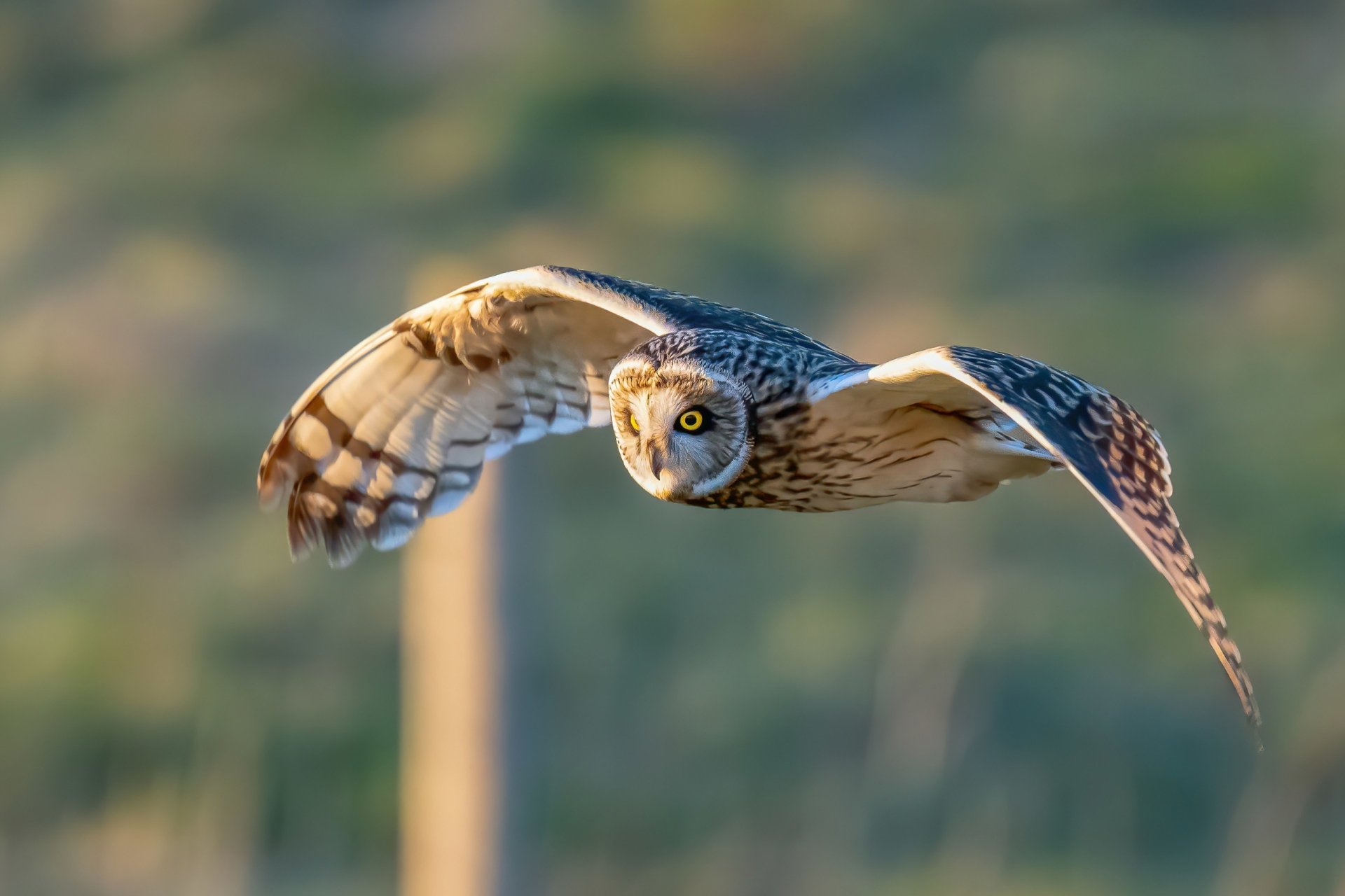HD PC desktop wallpaper of a swamp owl in flight over marshland, wings outstretched, piercing eyes, soft blurred green-brown wetland background.